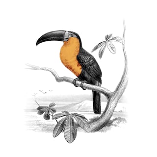 Parchi Nazionali dell'Iguazú 